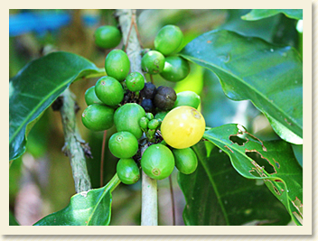 八重山のコーヒー豆の木の実